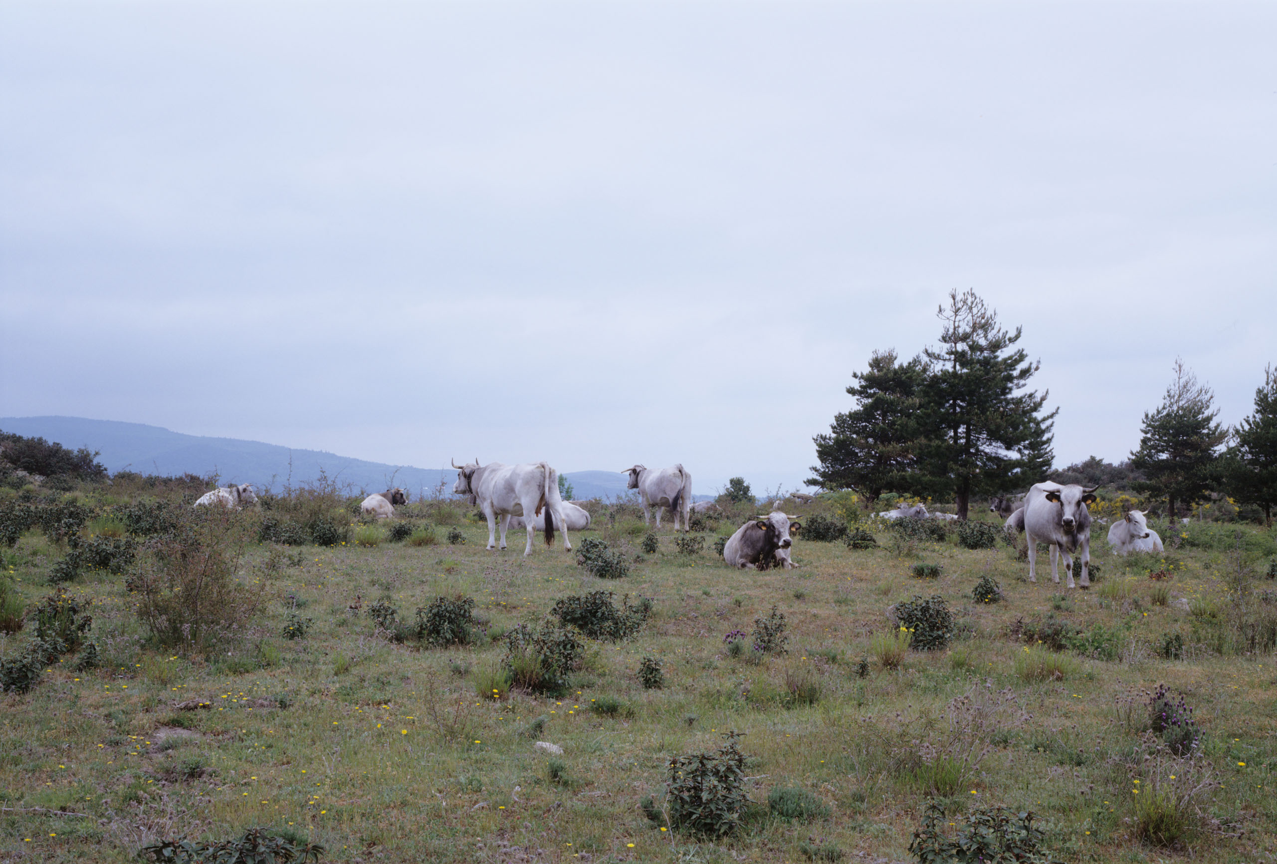 Hl06014 hlFrance 05 04 j2560